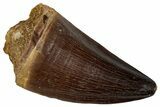 Large, Fossil Mosasaur (Prognathodon) Tooth - Morocco #261857-1